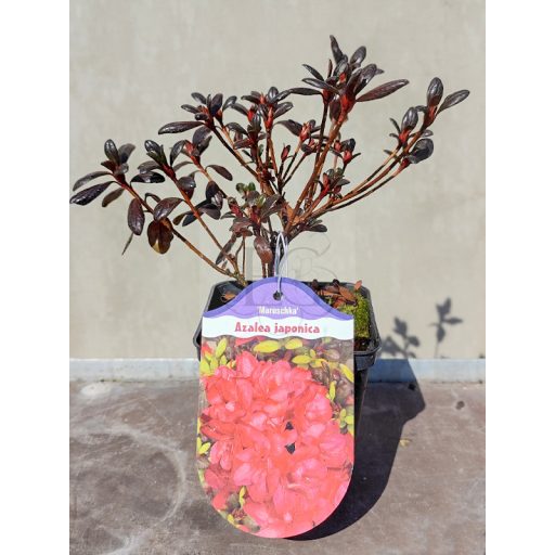 Azalea Japonica "Maruschka" csemete