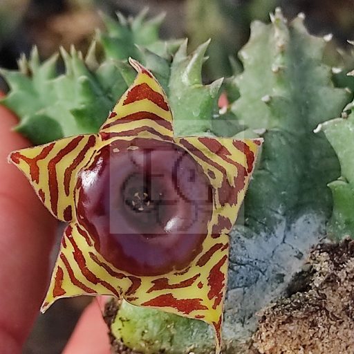 Huernia zebrina v. magniflora