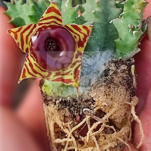 Huernia zebrina v. magniflora