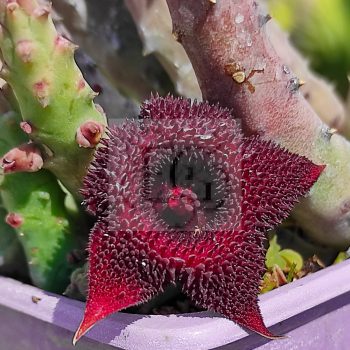 Huernia pendurata Huernia pendurata
