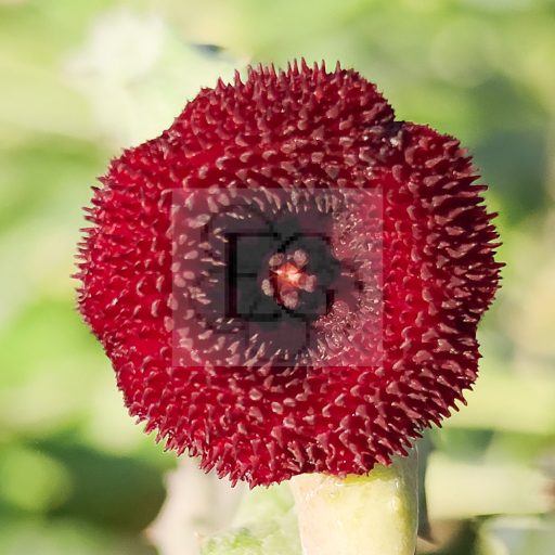 Huernia pendurata