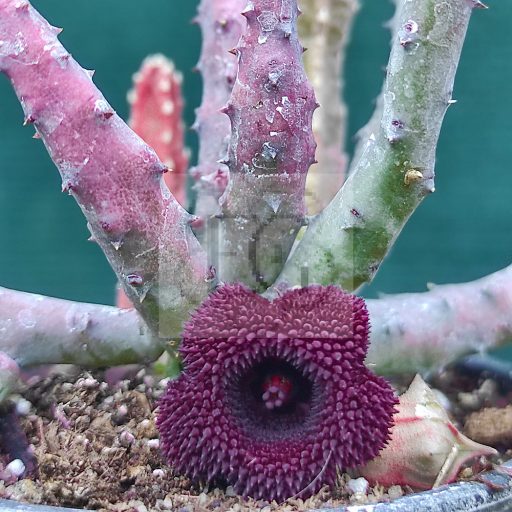 Huernia pendurata