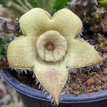 Orbea cillita Orbea cillita