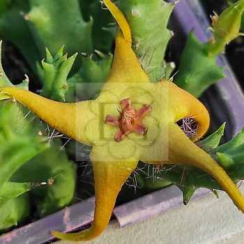Orbea lutea Orbea lutea