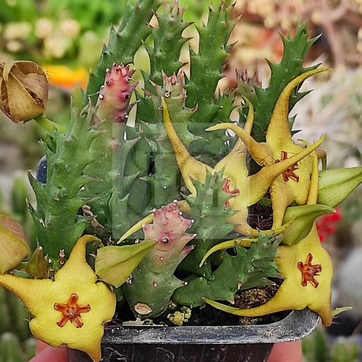 Orbea lutea