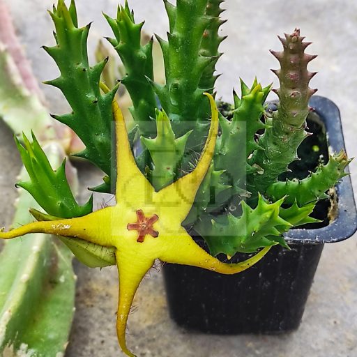 Orbea lutea