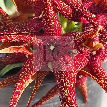 Orbea lutea ssp. vaga Orbea lutea ssp. vaga
