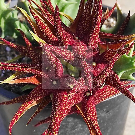 Orbea lutea ssp. vaga