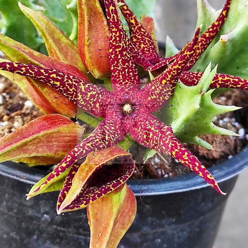 Orbea lutea ssp. vaga