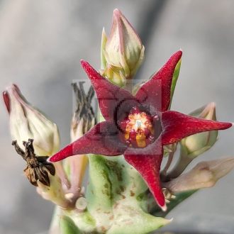 Orbea semitubiflora