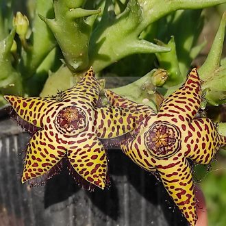 Orbea speciosa