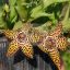 Orbea speciosa