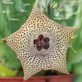 Orbea thruertii