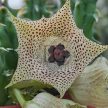 Orbea thruertii