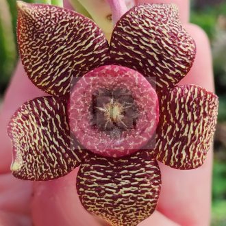 Orbea variegata