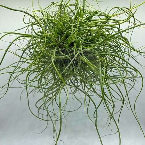 Tillandsia Butzii Wireball L