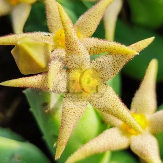 Piaranthus geminatus