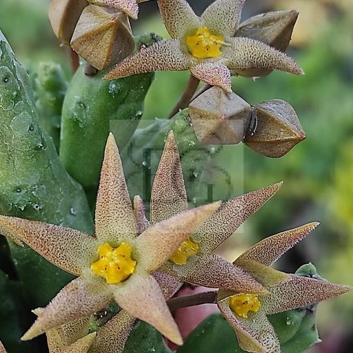 Piaranthus geminatus