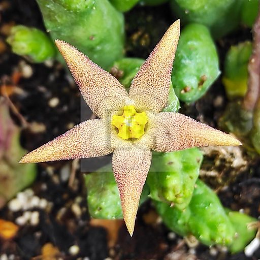 Piaranthus geminatus