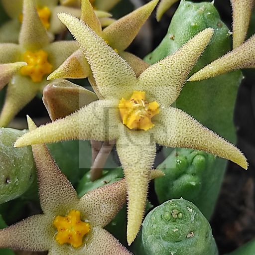 Piaranthus geminatus