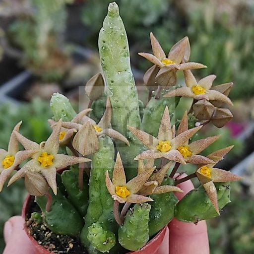 Piaranthus geminatus