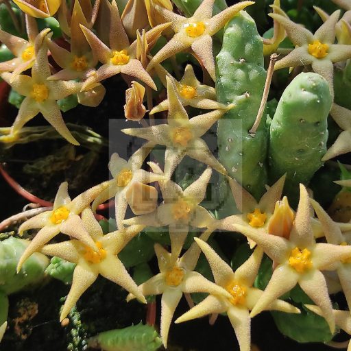 Piaranthus geminatus