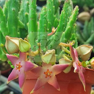 Stapelia divaricata