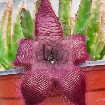 Stapelia grandiflora Stapelia grandiflora