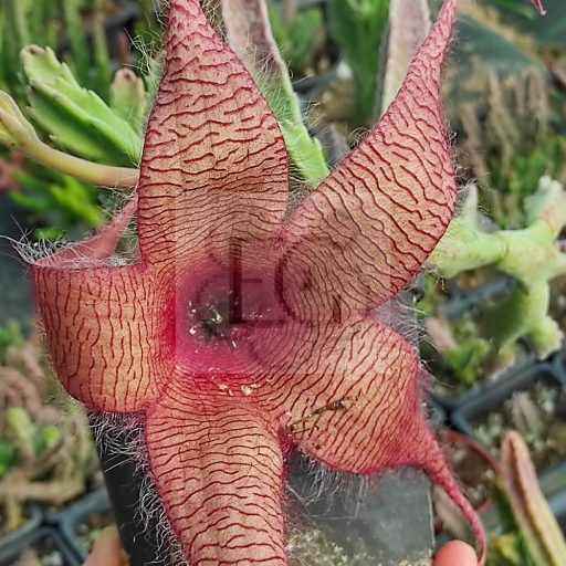 Stapelia grandiflora
