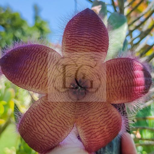 Stapelia grandiflora
