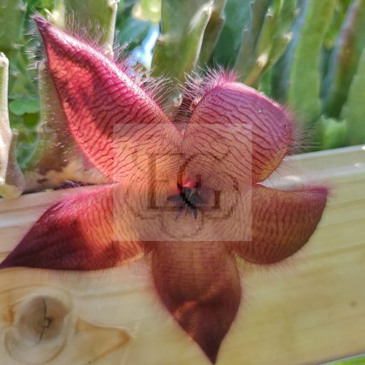 Stapelia grandiflora