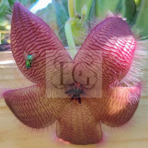 Stapelia grandiflora
