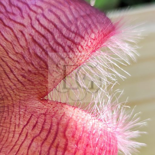 Stapelia grandiflora