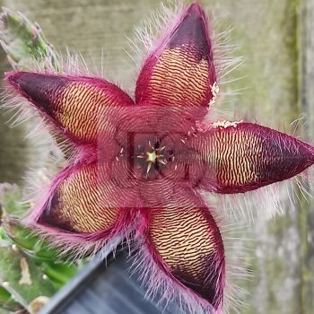 Stapelia hirsuta Stapelia hirsuta