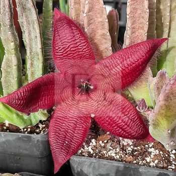 Stapelia hibrid Stapelia hibrid