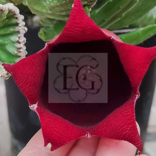 Stapelia leendertziae