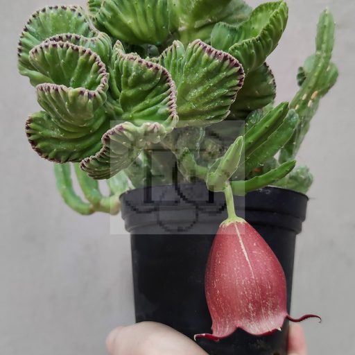 Stapelia leendertziae