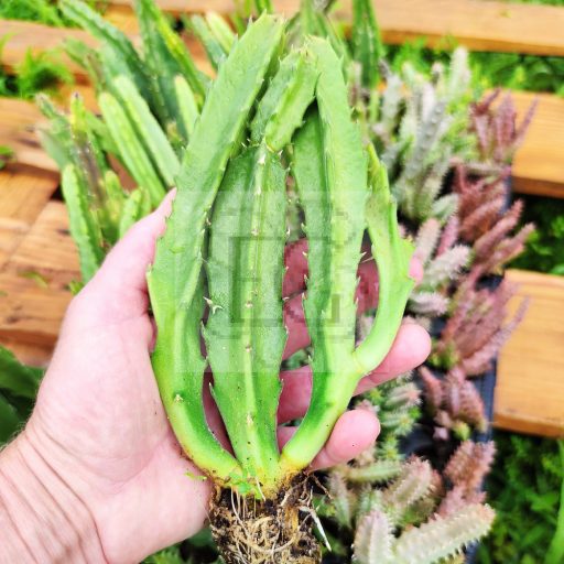 Stapelia leendertziae
