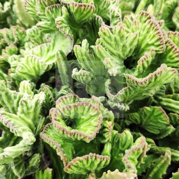 Stapelia leendertziae cristata Stapelia leendertziae cristata