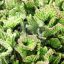 Stapelia leendertziae cristata