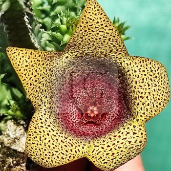Stapelia meintjesii Stapelia meintjesii