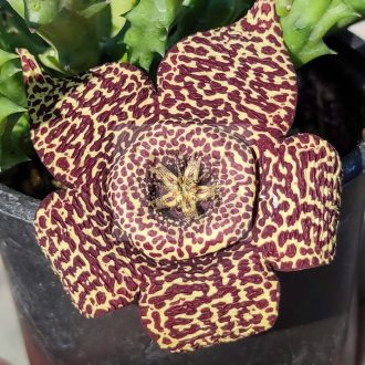Orbea variegata minima