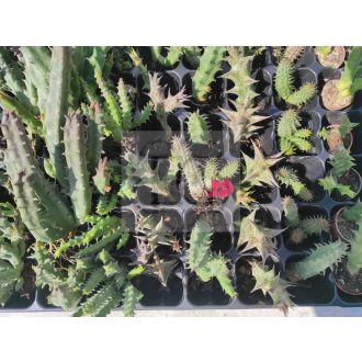Stapelia csomag