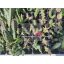 Stapelia csomag