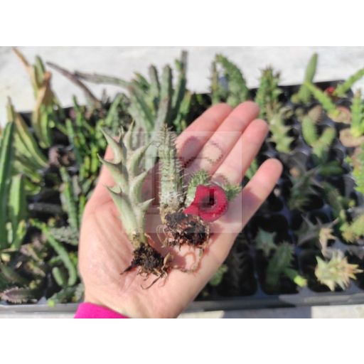 Stapelia csomag