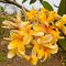 Plumeria rubra "Canary" magok