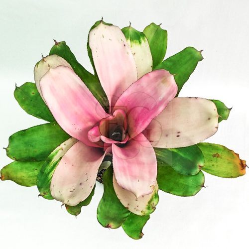 Neoregelia Michi