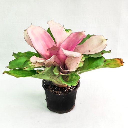 Neoregelia Michi