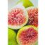 Ficus carica/Füge "Verdino"