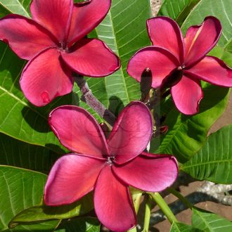 Plumeria rubra "Roulette" JJ